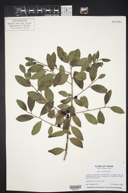 Ilex vomitoria image