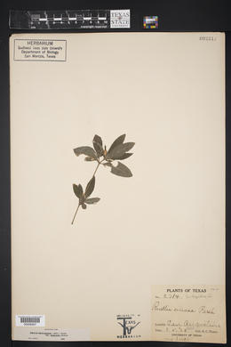 Ruellia caroliniensis var. semicalva image