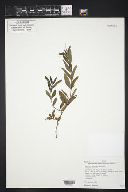 Ruellia humilis image