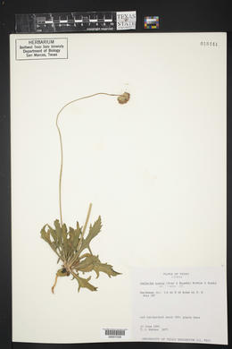 Gaillardia suavis image