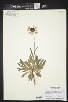 Gaillardia suavis image