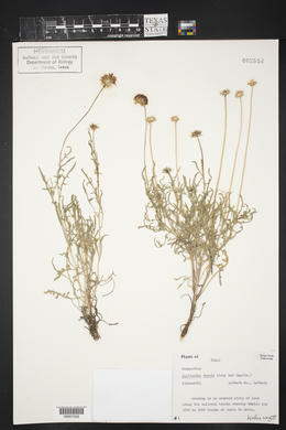 Gaillardia suavis image