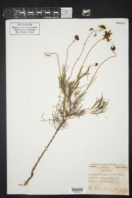 Coreopsis basalis image