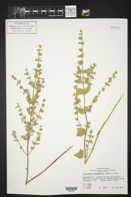 Scutellaria cardiophylla image