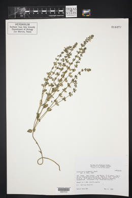Scutellaria drummondii image