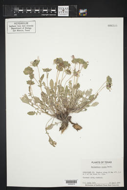 Berlandiera lyrata image