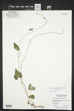 Tragia betonicifolia image
