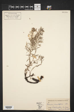 Krameria secundiflora image