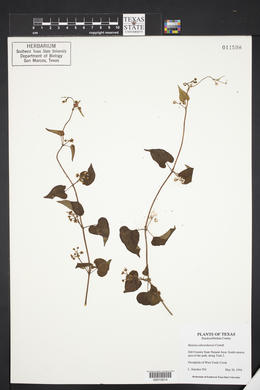 Matelea edwardsensis image