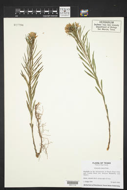 Amsonia ciliata image