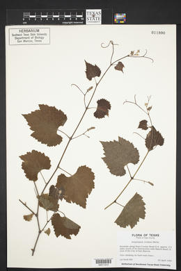 Ampelopsis cordata image