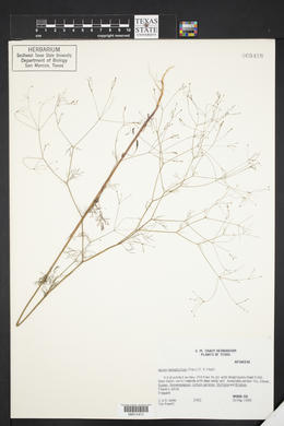 Cyclospermum leptophyllum image