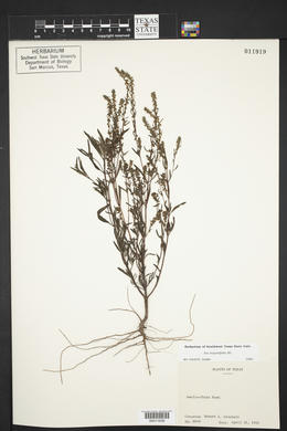 Iva angustifolia image