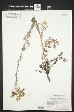 Hymenopappus scabiosaeus image