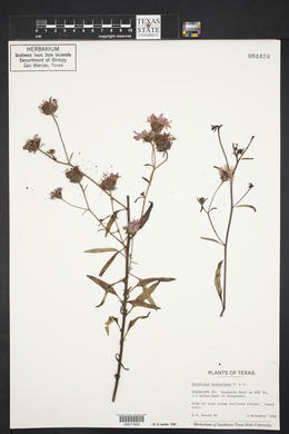 Palafoxia hookeriana image