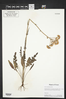Packera plattensis image