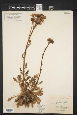 Packera plattensis image