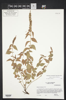 Acalypha phleoides image
