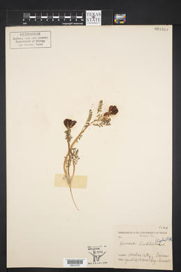 Astragalus lindheimeri image