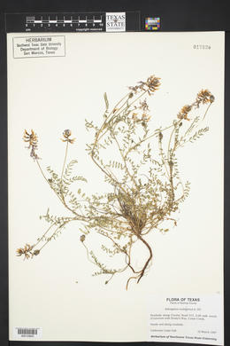 Astragalus nuttallianus image