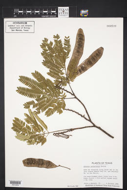 Albizia julibrissin image