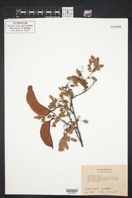 Acacia roemeriana image