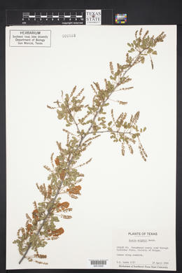 Acacia wrightii image
