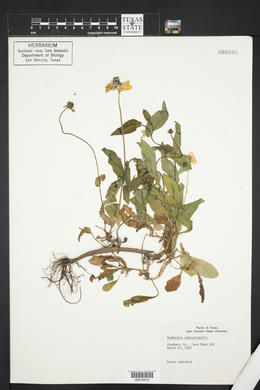 Rudbeckia amplexicaulis image