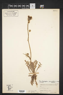 Pyrrhopappus grandiflorus image