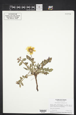 Pyrrhopappus pauciflorus image