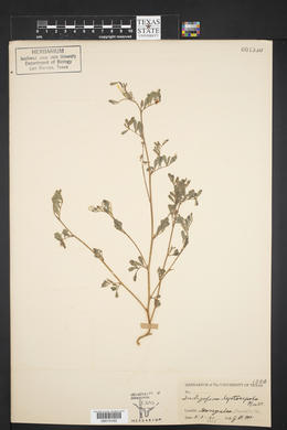 Indigofera miniata image