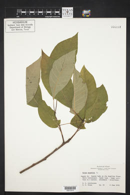 Nyssa aquatica image