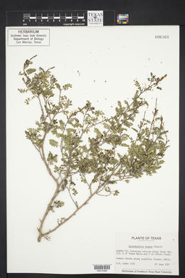 Eysenhardtia texana image