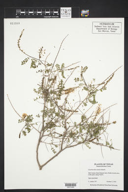 Eysenhardtia texana image