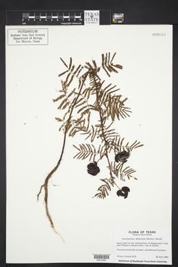 Desmanthus illinoensis image