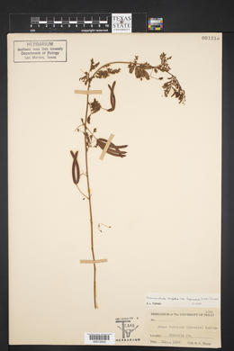 Desmanthus virgatus image