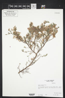 Dalea formosa image