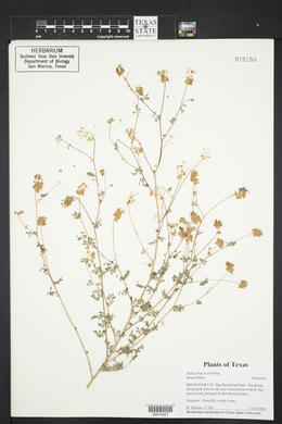 Dalea frutescens image