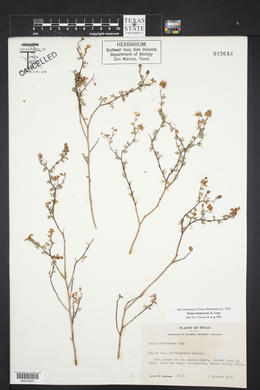 Dalea frutescens image