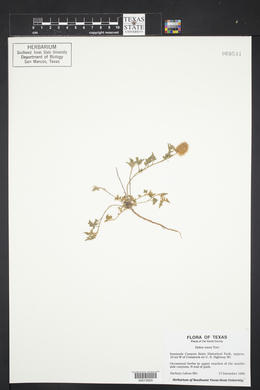 Dalea nana image