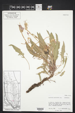 Oenothera brachycarpa image
