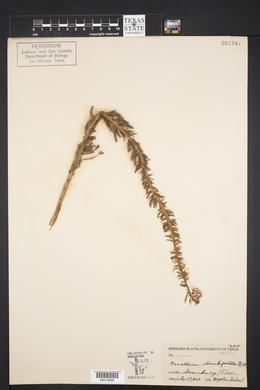 Oenothera rhombipetala image