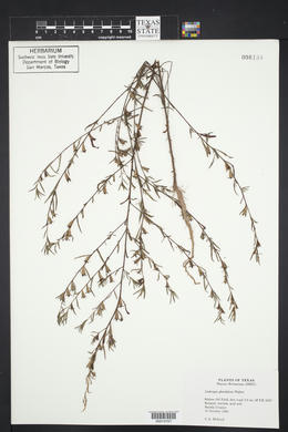 Ludwigia glandulosa image