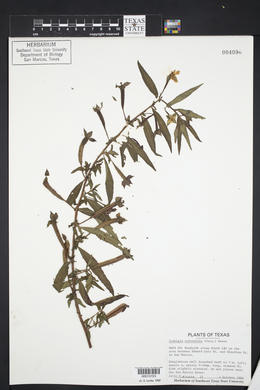 Ludwigia octovalvis image