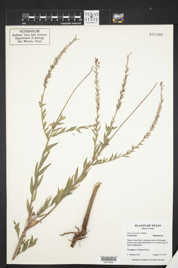 Oenothera curtiflora image