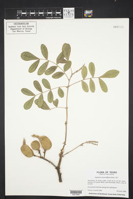 Dermatophyllum secundiflorum image