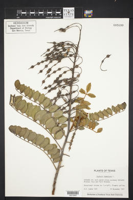 Sophora tomentosa image