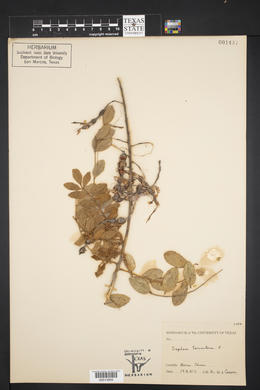 Sophora tomentosa image
