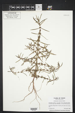 Ammannia coccinea image