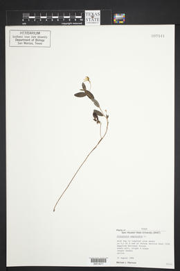 Crotalaria sagittalis image